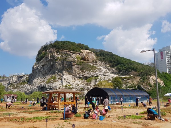 ▲ 송도국제도시·송도석산 도시텃밭.