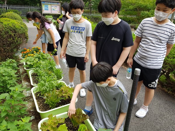 ▲ 묘곡초 학교텃밭.