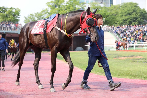 ▲ 씨수말로 데뷔하는 우수 국산마 글로벌축제.