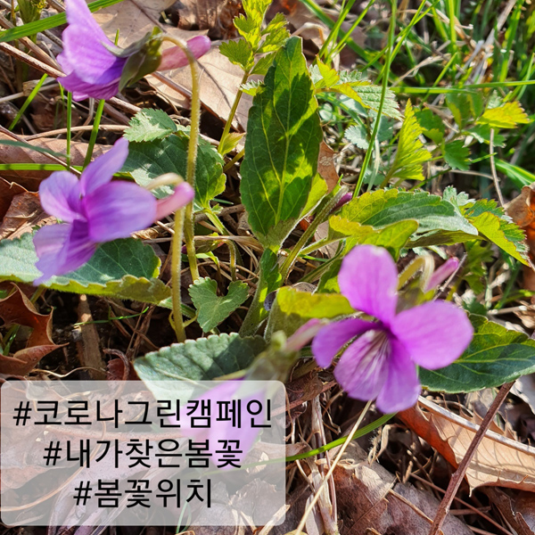 ▲ 내가찾은봄꽃 예시 사진.