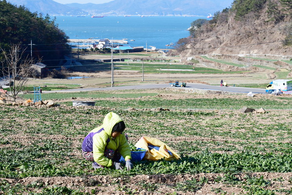 ▲ 경남 남해군 남면 언덕배기 밭에서 한 농부가 시금치를 수확하고 있다. /뉴시스