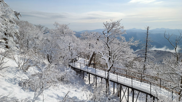 2일 오전 사흘째 내리던 눈이 그친 강원도 평창군 대관령면 발왕산(해발 1458ｍ)의 5월의 설경이 눈부시게 아름답고 경이롭다. /뉴시스