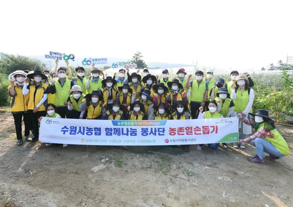 ▲ 수원시농협 함께나눔 봉사단 농촌일손돕기.