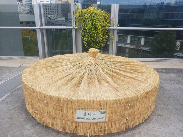 ▲ 화분 초화류 보온작업 후(서울로).