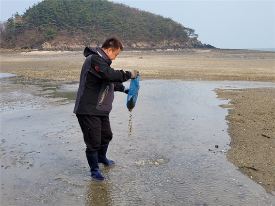 바지락 종패 방류