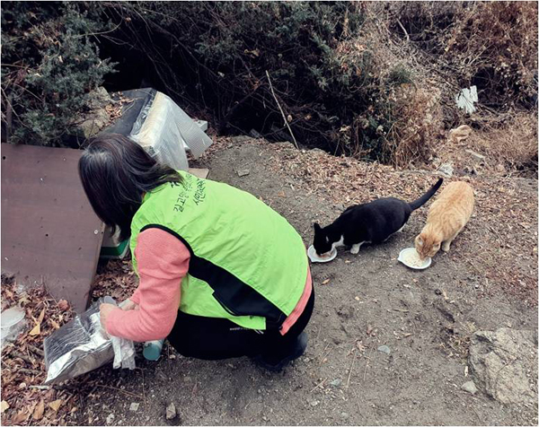 ▲ 시민자원봉사자의 보살핌 속에 건강한 먹이를 먹는 고양이들.