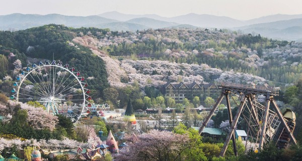 ▲ 에버랜드 벚꽃.