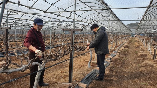 돌발해충 월동난 예찰조사실시 사진