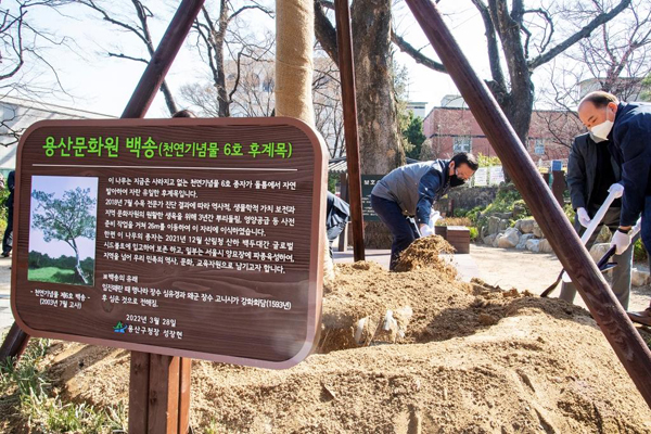 ▲ 성장현 용산구청장이 천연기념물 6호 후계목 이식 기념식수를 하고 있다.