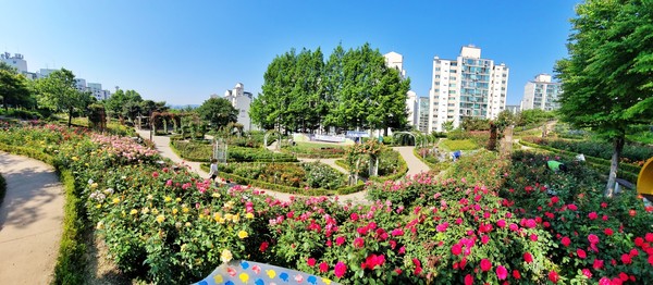 ▲ 대현산 장미원 전경.