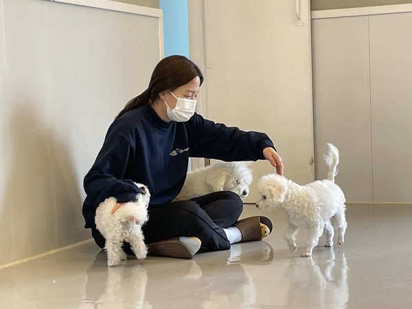 ▲ 반려견돌봄쉼터 놀이활동.