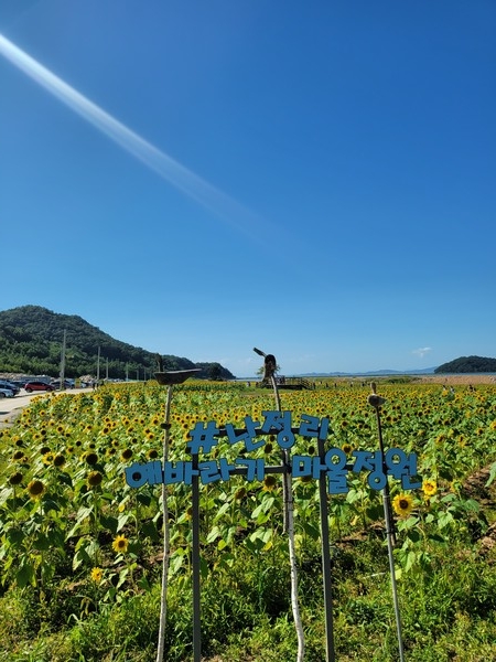 ▲ 난정마을 해바라기 축제.