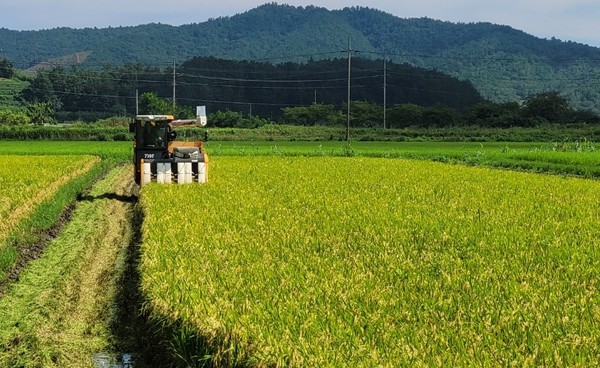 ▲ 전남 보성 웅치 올벼쌀 수확 장면. /뉴시스