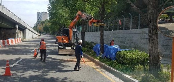 ▲ 26일 동작구가 진동수확기를 이용해 은행나무 열매를 채취하고 있다.