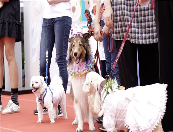 ▲ 2019년 '서초 펫 패밀리 축제' 행사 당시 모습.