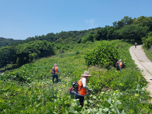 ▲ 덩굴제거 모습.