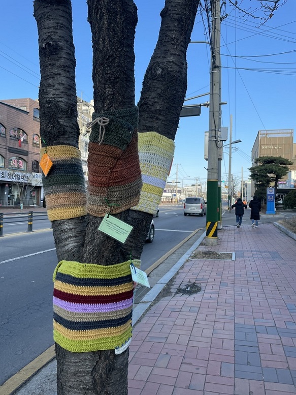 ▲ 파주시 금촌역 가로수들이 뜨개옷을 입고 있다.