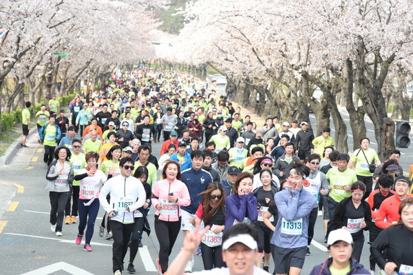 ▲ 경주 벚꽃마라톤대회 자료사진.