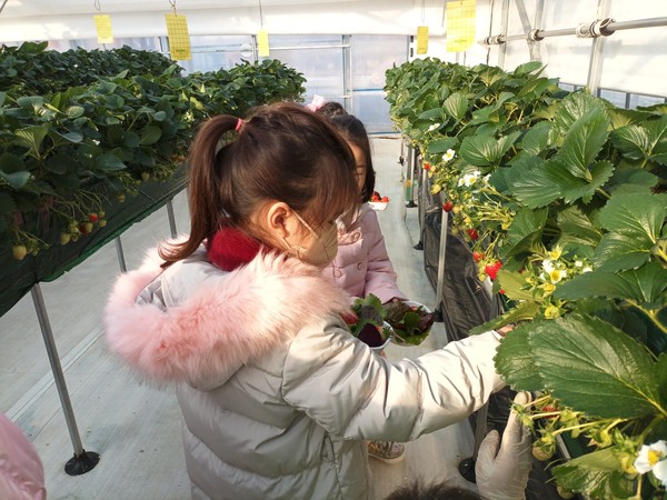 ▲ 강남스마트팜에서 딸기따기 체험을 하는 어린이.