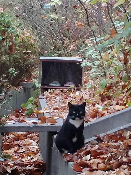 ▲ 길고양이 급식소.
