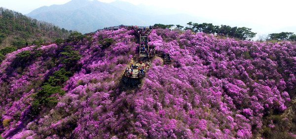 ▲ 고려산진달래 전경.