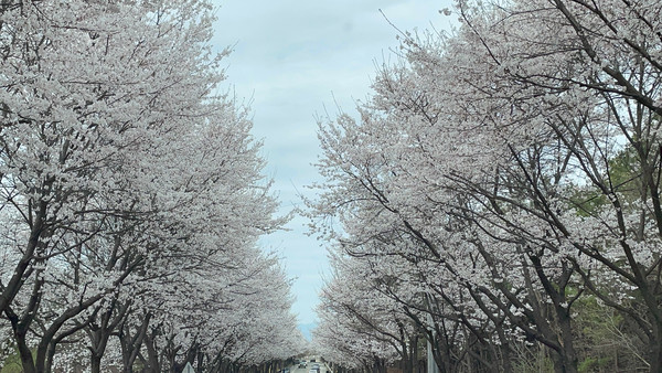 ▲ 벚꽃 핀 여강길 모습.