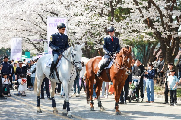 ▲ 한국마사회 벚꽃축제에서 펼쳐진 기마대원들의 승마퍼레이드.