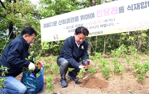 ▲ 김동근 의정부시장이 진달래를 심고 있다.