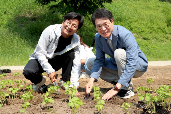 ▲ 성동구 중랑천 인근에 주민과 정원오 성동구청장(사진 오른쪽)이 함께 친환경 작물인 케냐프를 심고 있다.