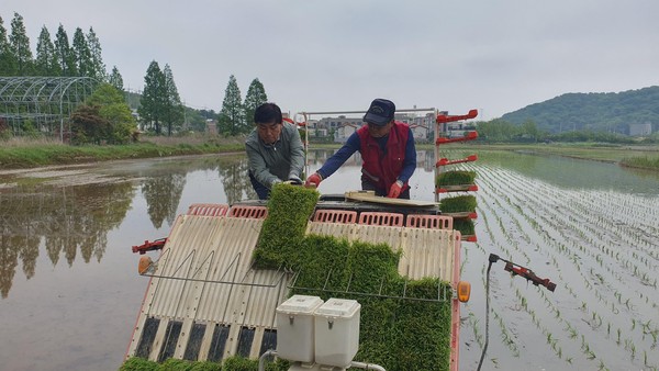 ▲ 옹진군 모내기 진행 모습.
