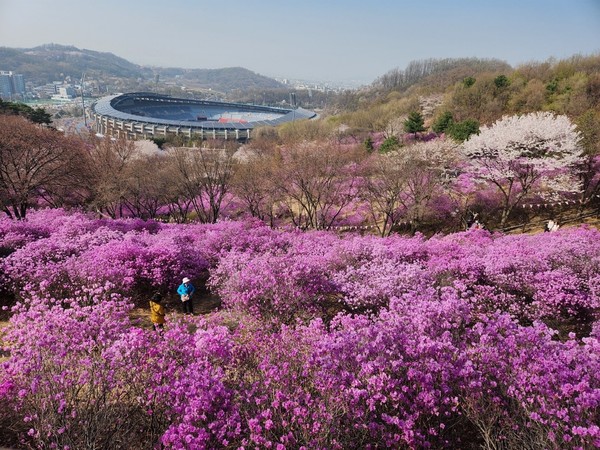 ▲ 부천8경 중 3경 진달래동산.