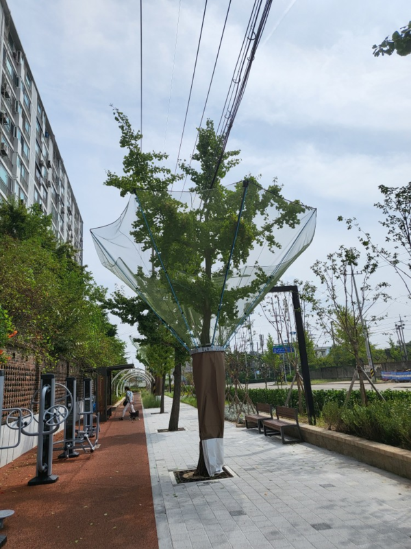 ▲ 인천 중구 연안부두로 열매수거망 설치.