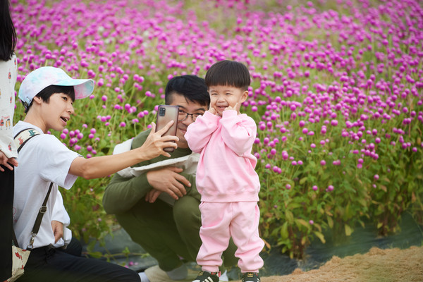 ▲ 양주시 나리농원 천일홍 축제장 모습.