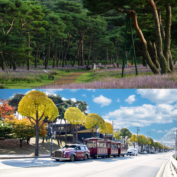 ▲ 노송숲(상)과 정조로 테마 가로수길(하).