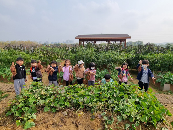 ▲ 연수구 꼬마 농부 선학힐링텃밭서 고구마 수확체험 실시 모습.