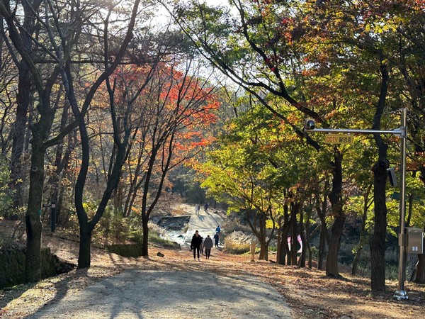 ▲ 관악수목원 단풍사진.