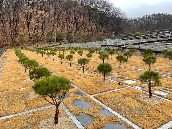 ▲ 용인 평온의 숲 가족형 수목장 조성 모습.