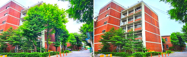 ▲ 유치원 위험수목 정비 전후 모습.