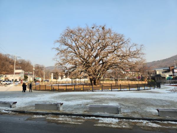 ▲ 장수동 은행나무 주변 경관광장 조성 모습.