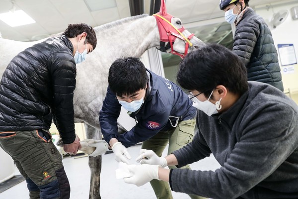 ▲ 경주마 치료에 힘쓰는 한국마사회 진료부 수의사들.