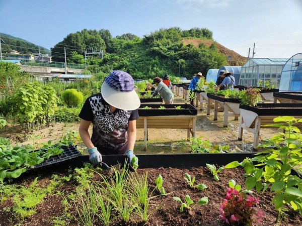 ▲ 남양주시 시민이 도시텃밭을 가꾸고 있다.