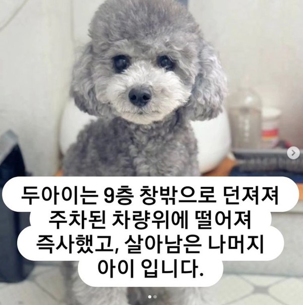 ▲ 살아남은 강아지. (사진=동물보호소 관계자 인스타그램 캡처) /뉴시스