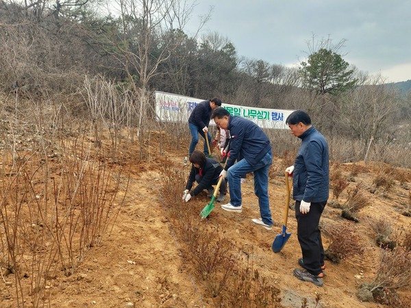 ▲ 하은호 군포시장과 공무원들이 나무를 심고 있다.