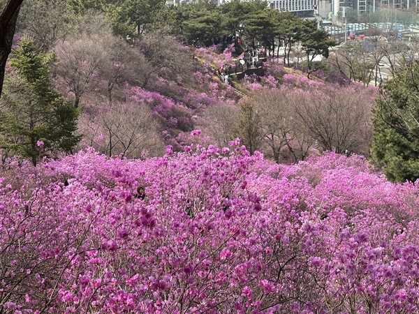 ▲ 원미산 진달래동산을 수놓은 진달래꽃.