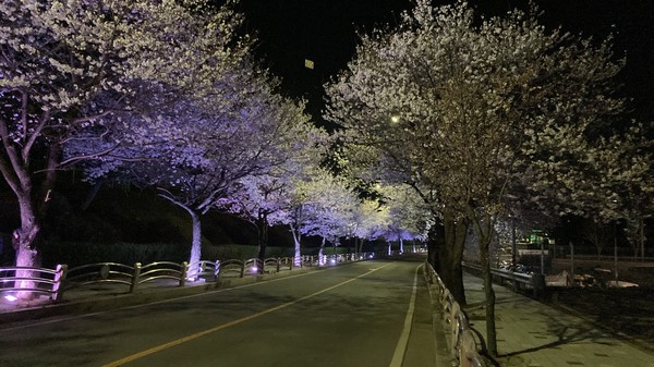 ▲ 연천군 전곡읍 벚꽃축제 개최 모습.