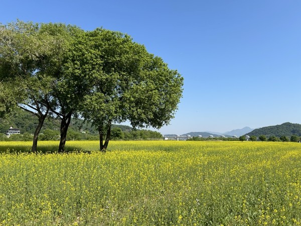 여주 당남리섬 경관농업단지 호우피해 딛고 유채꽃 개화(2023년도 사진)