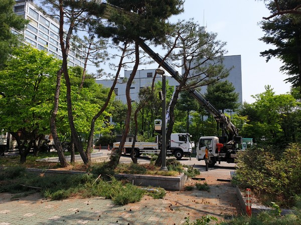 ▲ 양천구민체육센터, 대형나무 전지작업으로 위험목 사전관리 모습.