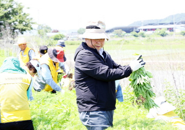 ▲ 김경일 파주시장이 생태계교란 야생식물을 제거하고 있다.