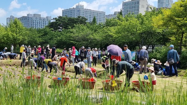 ▲ 부천시 환경의 날 맞이 토종벼 손모내기 행사 진행 모습.