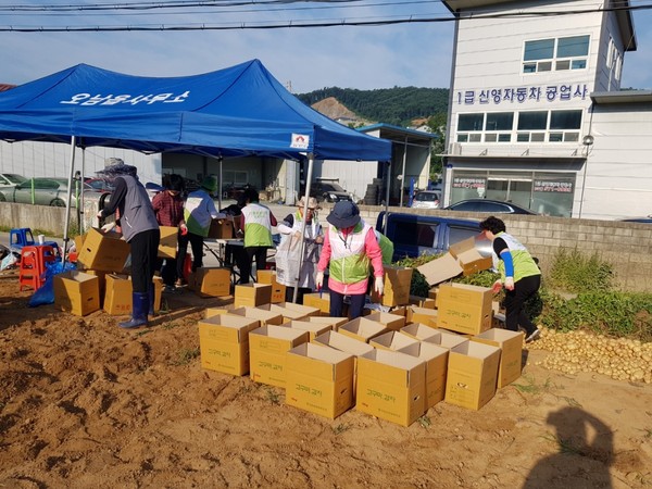 ▲ 남양주시 오남읍 이장협의회 '사랑의 감자 캐기' 활동 실시 모습.